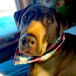 Meet your Posher, Caroline